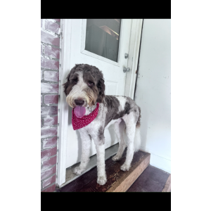 Image of Patch, Lost Dog