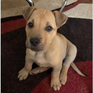 Found Dog Unknown