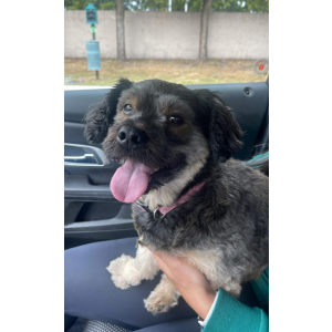 Found Dog Unknown