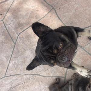 Found Dog Unknown