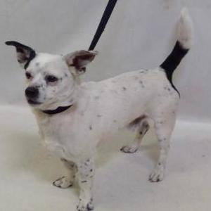 Found Dog unknown