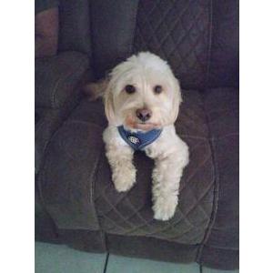 Lost Dog Charlie