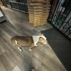 Lost Dog Roxy