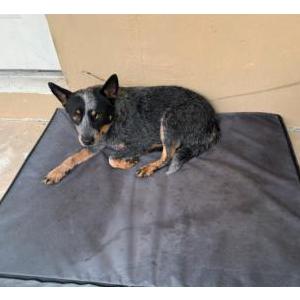 Found Dog Unknown