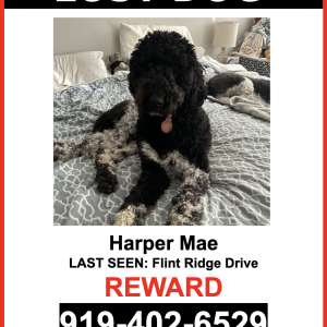 Lost Dog Harper Mae