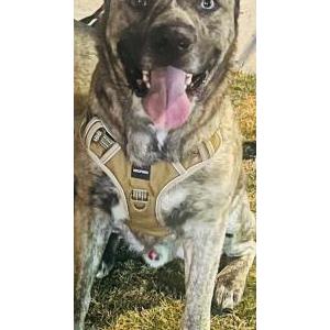 Lost Dog Ace
