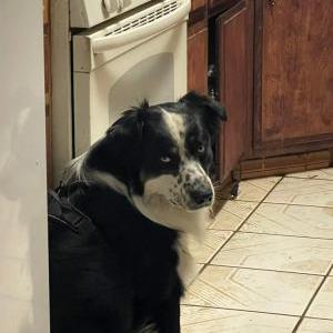 Lost Dog ROCKY