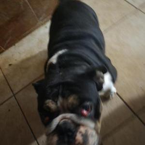 Lost Dog Gigi