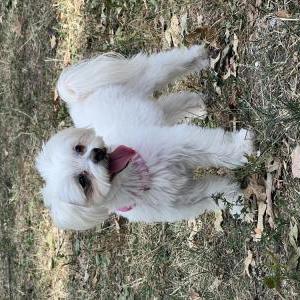 Lost Dog Chata