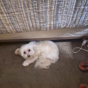 Lost Dog Niko