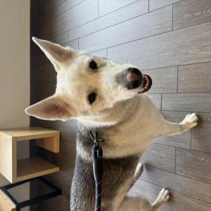Found Dog Unknown