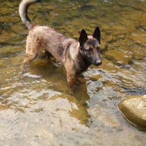 Image of Pop, Lost Dog