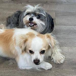 Lost Dog lalo