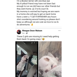 Lost Dog Maggie