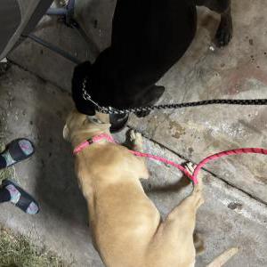 Found Dog Unsure