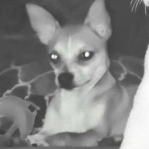 Lost Dog Curley