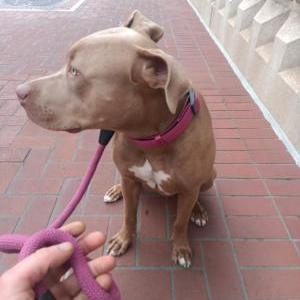 Lost Dog Annie Mae