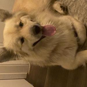 Found Dog Unknown
