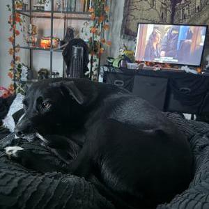 Lost Dog Zola
