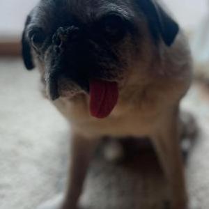 Lost Dog Russell