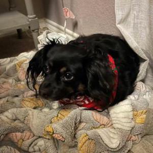 Lost Dog Mosey
