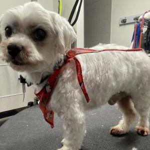 Found Dog Unknown