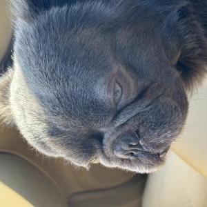 Image of TSUNAMI, Lost Dog