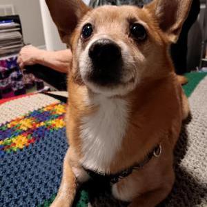 Image of Unknown, Lost Dog