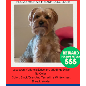 Lost Dog Louie Armstrong