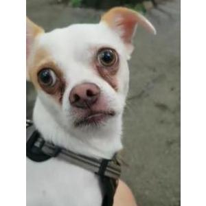 Lost Dog Max