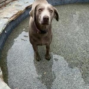 Lost Dog Stella/bean