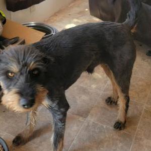 Lost Dog Hucks