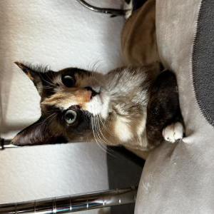 Image of Styx, Lost Cat