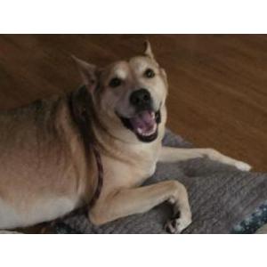 Found Dog Unknown