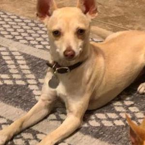 Lost Dog Beya