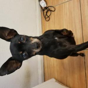 Lost Dog Flaka