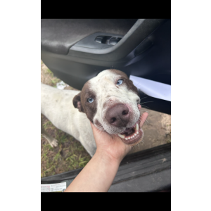 Image of Peanut, Lost Dog