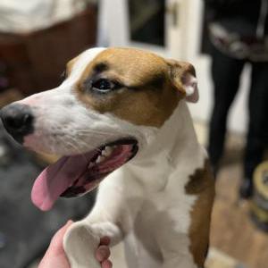 Found Dog Unknown