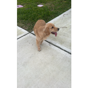 Found Dog I don’t know