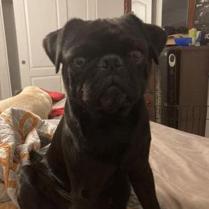 Lost Dog Guntter