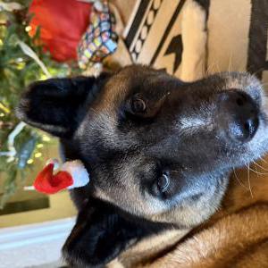 Lost Dog Maine