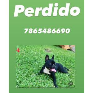 Lost Dog Pototo