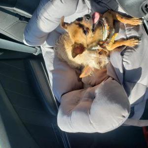 Lost Dog Price