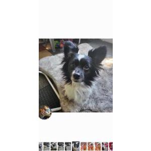Lost Dog Jolie