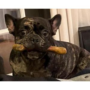 Lost Dog Paris