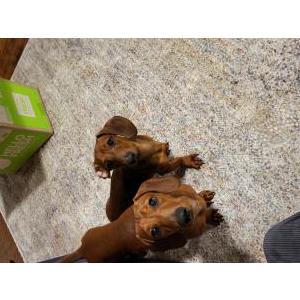 Found Dog 2 Dach. Pups