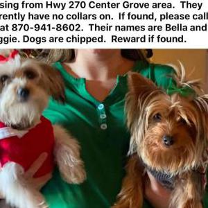 Lost Dog Maggie Jackson