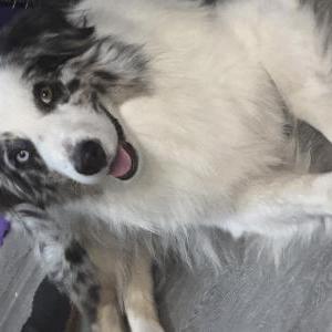 Found Dog Unknown