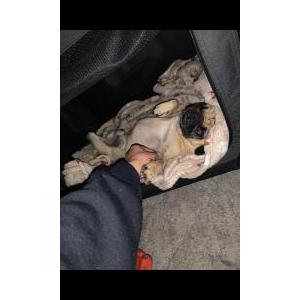 Lost Dog fredo