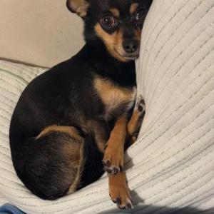 Image of Louie, Lost Dog